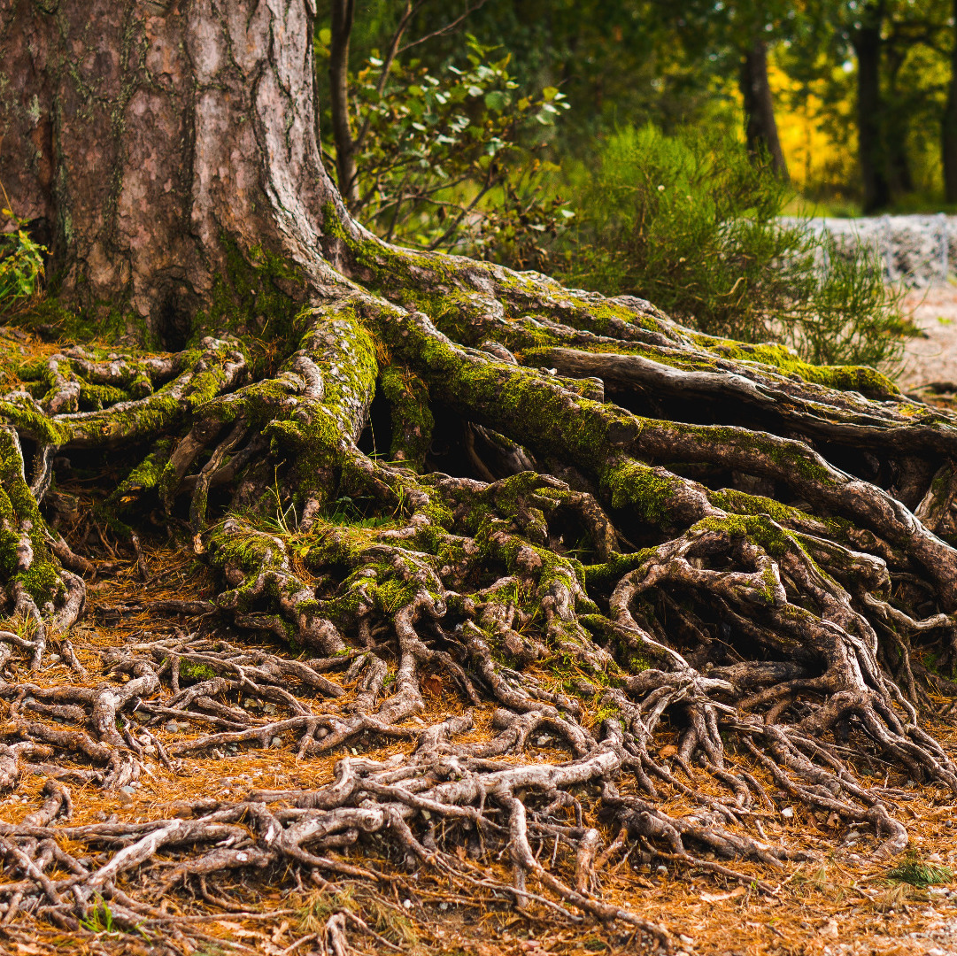 Mossy tree trunk with gnarled roots rising above ground